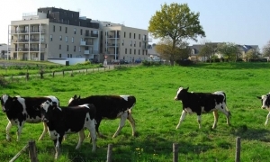Entre métropoles buissonnières et campagnes urbaines